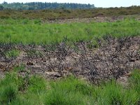 NL, Noord-Brabant, Goirle, Regte Heide, burning place 1, Saxifraga-Willem van Kruijsbergen