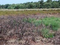 NL, Noord-Brabant, Goirle, Regte Heide, burning place 2, Saxifraga-Willem van Kruijsbergen