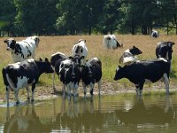 NL, Noord-Brabant, Goirle, Regte Heide, mere 16, Saxifraga-Willem van Kruijsbergen