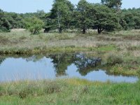 NL, Noord-Brabant, Goirle, Regte Heide, mere 5, Saxifraga-Willem van Kruijsbergen