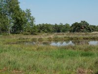 NL, Noord-Brabant, Goirle, Regte Heide, mere 9, Saxifraga-Willem van Kruijsbergen