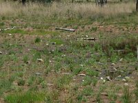 NL, Noord-Brabant, Goirle, Regte Heide, restored mere 1, Saxifraga-Willem van Kruijsbergen