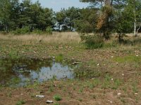 NL, Noord-Brabant, Goirle, Regte Heide, restored mere 2, Saxifraga-Willem van Kruijsbergen