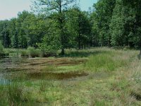 NL, Noord-Brabant, Goirle, Regte Heide, restored wouwer 1, Saxifraga-Willem van Kruijsbergen