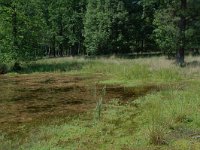 NL, Noord-Brabant, Goirle, Regte Heide, restored wouwer 2, Saxifraga-Willem van Kruijsbergen