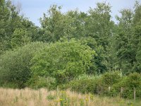 NL, Noord-Brabant, Heeze-Leende, De Houtvelden 3, Saxifraga-Tom Heijnen