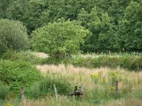 NL, Noord-Brabant, Heeze-Leende, De Houtvelden 4, Saxifraga-Tom Heijnen