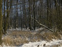 NL, Noord-Brabant, Heeze-Leende, Goorsche Putten 1, Saxifraga-Jan van der Straaten