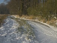 NL, Noord-Brabant, Heeze-Leende, Goorsche Putten, Strijper Aa 4, Saxifraga-Jan van der Straaten