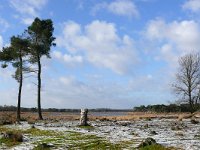 NL, Noord-Brabant, Heeze-Leende, Grafven in Strabrechtse Heide 2, Saxifraga-Tom Heijnen