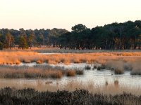 NL, Noord-Brabant, Heeze-Leende, Grafven in Strabrechtse Heide 4, Saxifraga-Tom Heijnen