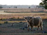 NL, Noord-Brabant, Heeze-Leende, Grafven in Strabrechtse Heide 5, Saxifraga-Tom Heijnen