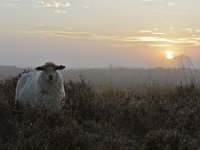 NL, Noord-Brabant, Heeze-Leende, Groote Heide 10, Saxifraga-Tom Heijnen