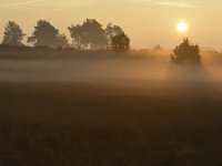 NL, Noord-Brabant, Heeze-Leende, Groote Heide 11, Saxifraga-Tom Heijnen