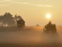 NL, Noord-Brabant, Heeze-Leende, Groote Heide 12, Saxifraga-Tom Heijnen