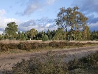 NL, Noord-Brabant, Heeze-Leende, Groote Heide 15, Saxifraga-Tom Heijnen