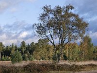 NL, Noord-Brabant, Heeze-Leende, Groote Heide 16, Saxifraga-Tom Heijnen