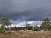 NL, Noord-Brabant, Heeze-Leende, Groote Heide 17, Saxifraga-Tom Heijnen