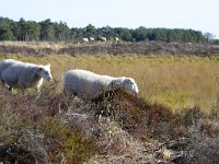 NL, Noord-Brabant, Heeze-Leende, Groote Heide 18, Saxifraga-Tom Heijnen