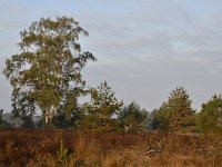 NL, Noord-Brabant, Heeze-Leende, Groote Heide 23, Saxifraga-Tom Heijnen