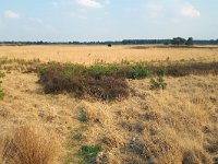 NL, Noord-Brabant, Heeze-Leende, Groote Heide 24, Saxifraga-Tom Heijnen