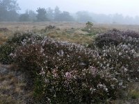 NL, Noord-Brabant, Heeze-Leende, Groote Heide 5, Saxifraga-Tom Heijnen