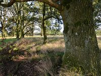 NL, Noord-Brabant, Heeze-Leende, Groote Heide 6, Saxifraga-Tom Heijnen