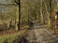 NL, Noord-Brabant, Heeze-Leende, Herbertusbossen 2, Saxifraga-Jan van der Straaten