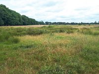 NL, Noord-Brabant, Heeze-Leende, Hubertuswei in Herbertusbossen 1, Saxifraga-Tom Heijnen