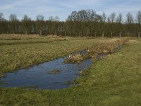 NL, Noord-Brabant, Heeze-Leende, Kasteel Heeze 4, Saxifraga-Jan van der Straaten