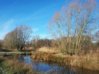 NL, Noord-Brabant, Heeze-Leende, Kleine Dommel in Rietvelden 3, Saxifraga-Tom Heijnen