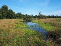 NL, Noord-Brabant, Heeze-Leende, Leenderbos 10, Saxifraga-Tom Heijnen