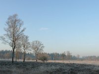 NL, Noord-Brabant, Heeze-Leende, Leenderbos 3, Saxifraga-Tom Heijnen