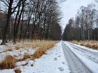 NL, Noord-Brabant, Heeze-Leende, Leenderbos 5, Saxifraga-Tom Heijnen