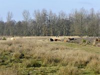 NL, Noord-Brabant, Heeze-Leende, Leenderbos 7, Saxifraga-Tom Heijnen