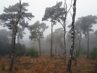 NL, Noord-Brabant, Heeze-Leende, Leenderbos 9, Saxifraga-Tom Heijnen