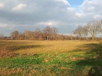 NL, Noord-Brabant, Heeze-Leende, Patersgronden 10, Saxifraga-Tom Heijnen