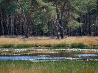 NL, Noord-Brabant, Heeze-Leende, Spinsterberg 1, Saxifraga-Tom Heijnen