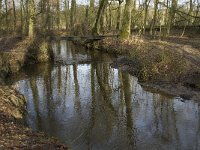 NL, Noord-Brabant, Heeze-Leende, Sterkselsche Aa, Herbertusbossen 12, Saxifraga-Jan van der Straaten