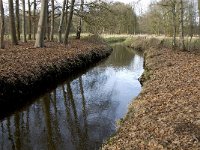 NL, Noord-Brabant, Heeze-Leende, Sterkselsche Aa, Herbertusbossen 3, Saxifraga-Jan van der Straaten