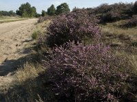 NL, Noord-Brabant, Heeze-Leende, Strabrechtsche Heide 3, Saxifraga-Jan van der Straaten