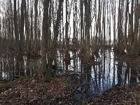 NL, Noord-Brabant, Heeze-Leende, Strijperheg 3, Saxifraga-Tom Heijnen