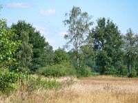 NL, Noord-Brabant, Heeze-Leende, Tongelreep valley SE of Bruggerhuizen 1, Saxifraga-Tom Heijnen