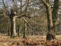 NL, Noord-Brabant, Heeze-Leende, Valkenhorst 1, Saxifraga-Marijke Verhagen