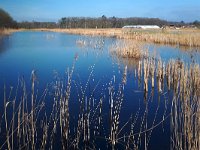 NL, Noord-Brabant, Heeze-Leende, Viskwekerij Driebruggen 3, Saxifraga-Tom Heijnen