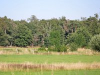 NL, Noord-Brabant, Heeze-Leende, near Rielloop E of Strabrecht 2, Saxifraga-Tom Heijnen