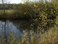 NL, Noord-Brabant, Heusden, Baardwijksche Overlaat 13, Saxifraga-Jan van der Straaten