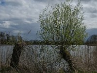 NL, Noord-Brabant, Heusden, Haarsteegs Wiel 21, Saxifraga-Jan van der Straaten