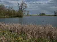 NL, Noord-Brabant, Heusden, Haarsteegs Wiel 24, Saxifraga-Jan van der Straaten