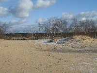 NL, Noord-Brabant, Heusden, Loonse en Drunense Duinen 107, Saxifraga-Willem van Kruijsbergen